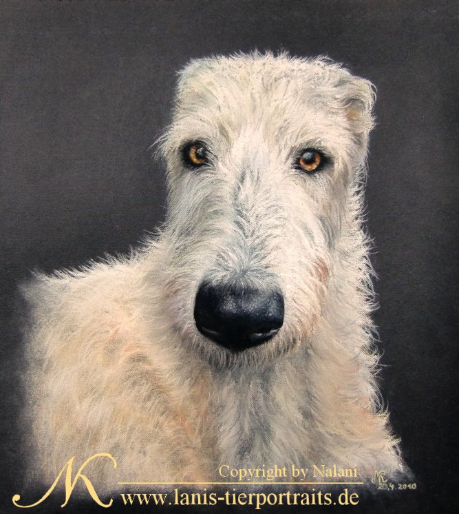 Irish Wolfhound Portrait, Pastellkreide, 40x40cm